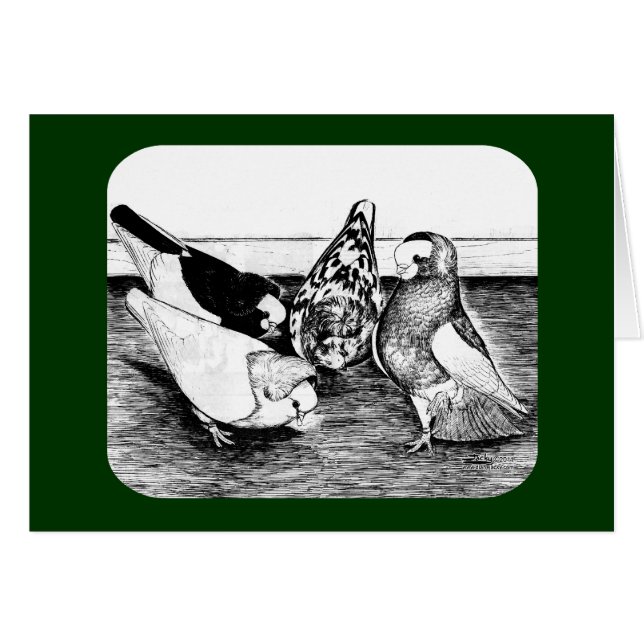 Komorner Tumbler Pigeon Quartet (Front Horizontal)