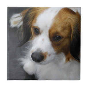 kooikerhondje-2.jpg tile