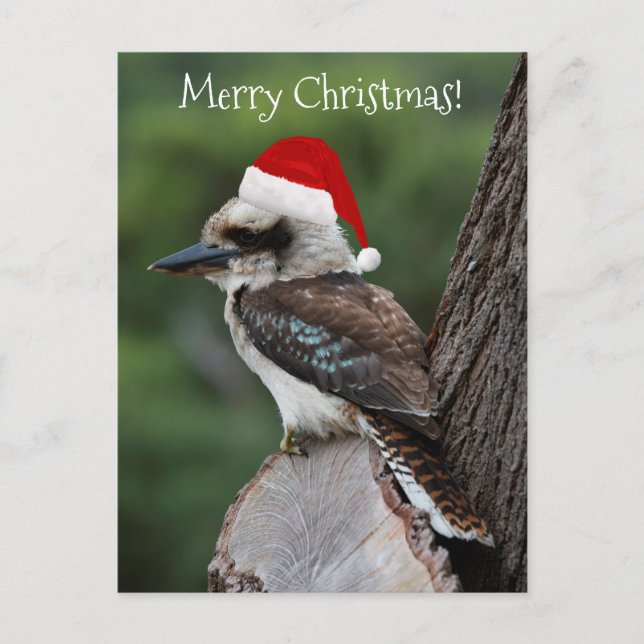 Kookaburra Bird Animal Red Santa Hat Christmas Postcard (Front)