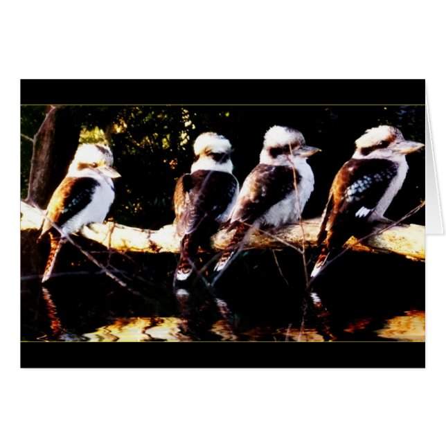 Kookaburra Bird Choir Card (Front Horizontal)