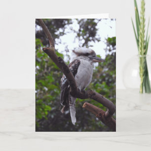 Kookaburra Card