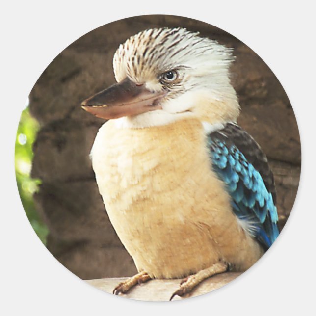 Kookaburra Classic Round Sticker (Front)