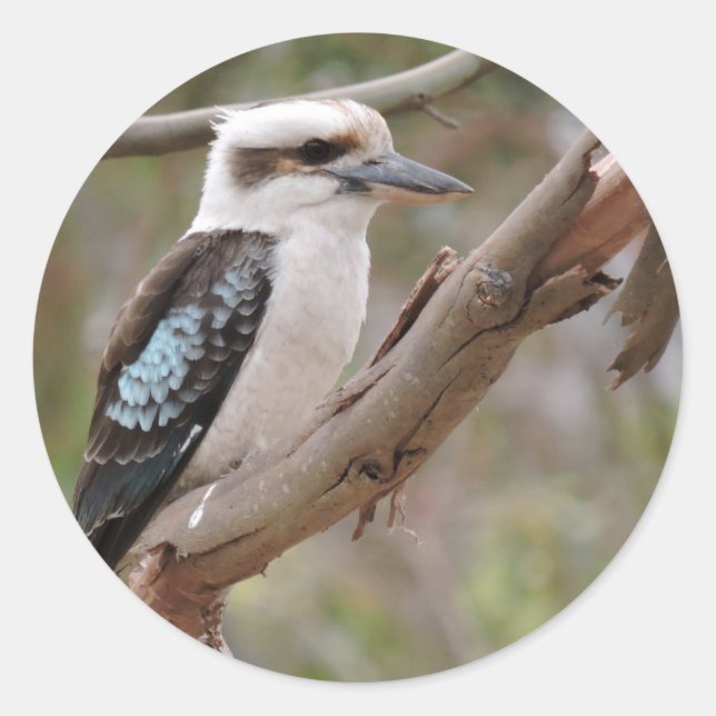 Kookaburra in Gum Tree - Classic Round Sticker (Front)