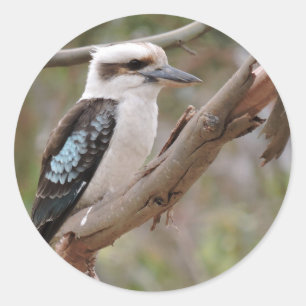 Kookaburra in Gum Tree - Classic Round Sticker