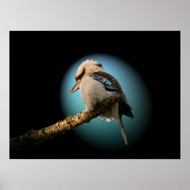 Kookaburra in the spotlight poster (Front)