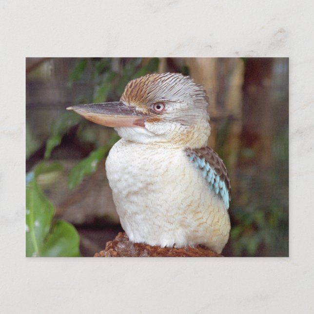 Kookaburra Looking Right Postcard (Front)