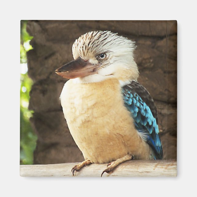 Kookaburra Magnet (Front)