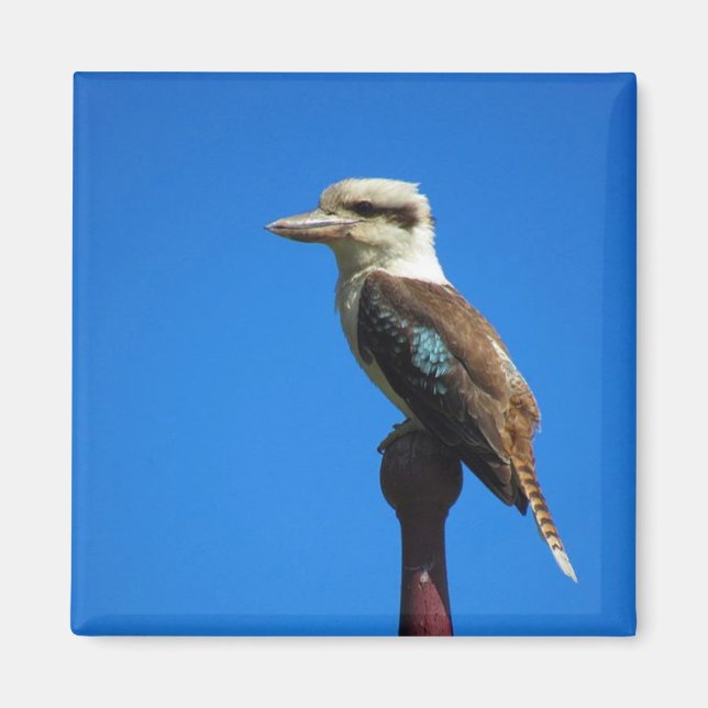 kookaburra magnet (Front)