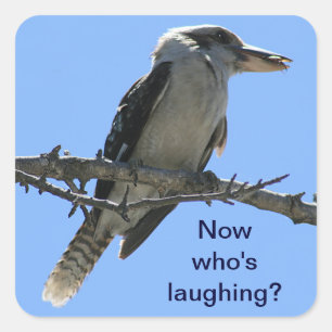 Kookaburra.png Square Sticker