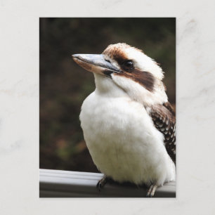 Kookaburra Postcard
