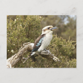 Kookaburra Postcard