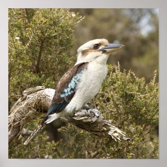 Kookaburra Poster (Front)