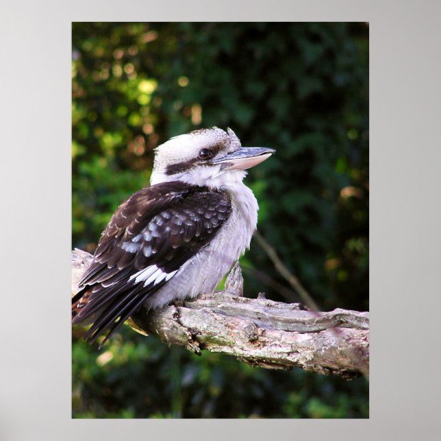 Kookaburra Poster (Front)