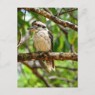 KOOKABURRA QUEENSLAND AUSTRALIA POSTCARD