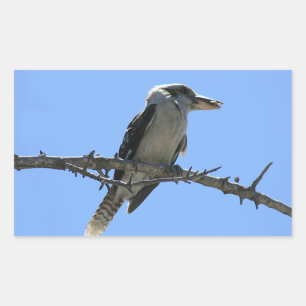 Kookaburra Rectangular Sticker