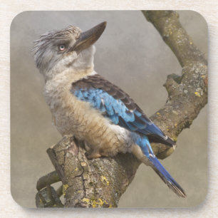Kookaburra Set of 6 Coasters