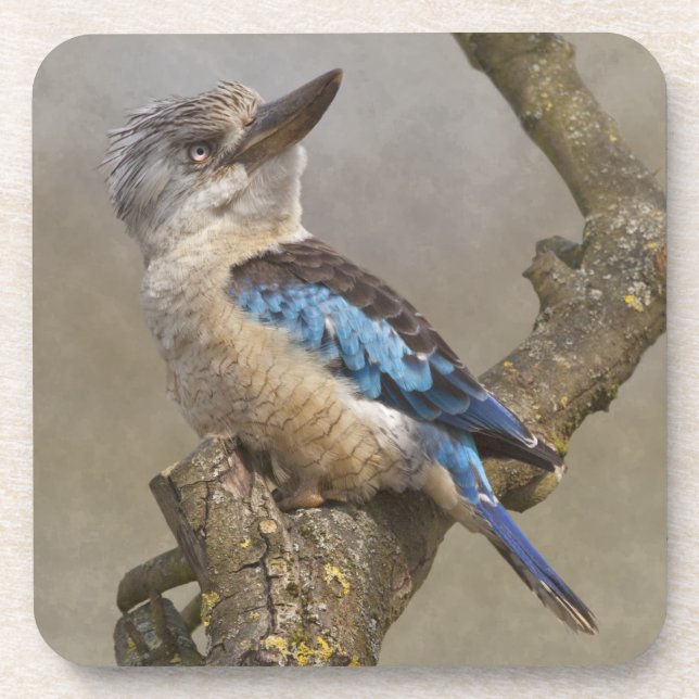 Kookaburra Set of 6 Coasters (Front)