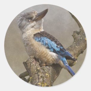 Kookaburra Sticker