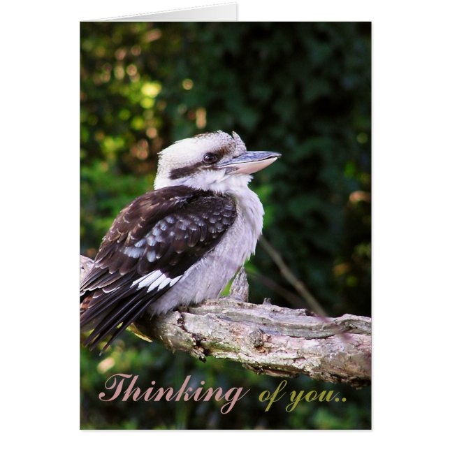 Kookaburra Thoughts.. Card (Front)