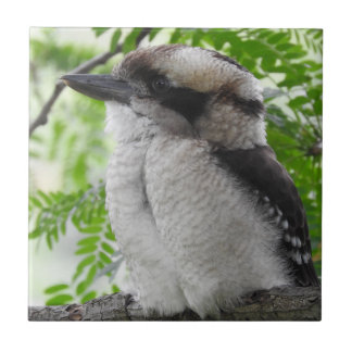 Kookaburra Tile