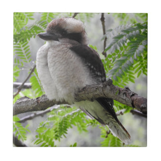 Kookaburra Tile