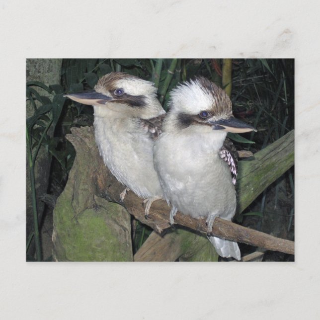 Kookaburras post card (Front)