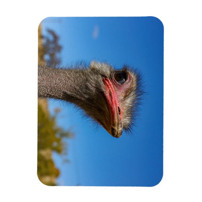 Kopf vom Vogel Strauß Magnet (Vertical)