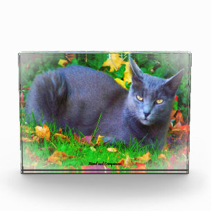 Korat Cat Photo Block