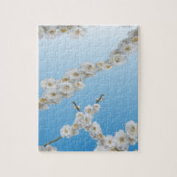 Korea Cherry Blossoms White