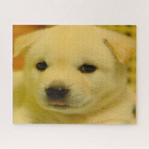 korean Jindo Dog. Jigsaw Puzzle