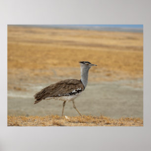Kori Bustard — Africa’s Heaviest Flying Bird Poster