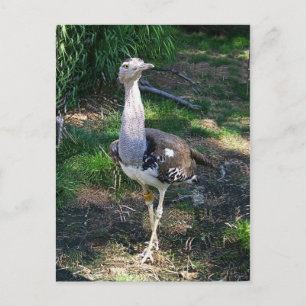 Kori Bustard Bird Postcard