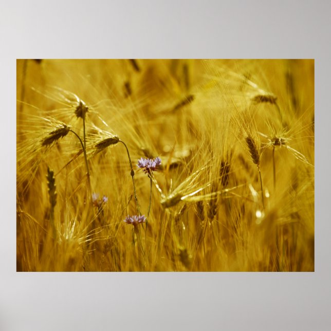 Kornblume im Getreide Poster (Front)