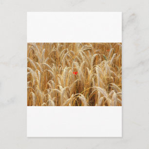 Kornblume Postcard