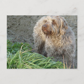 Korthals Griffon - Tsjip beautiful portrait Postcard