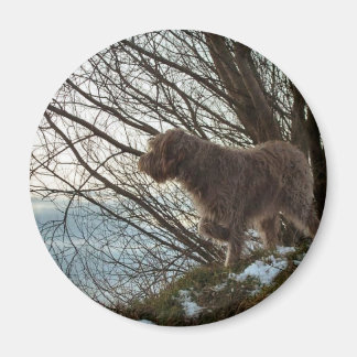 Korthals Griffon - Tsjip pointing Magnet