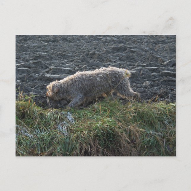 Korthals Griffon - Tsjip roaming the land Postcard (Front)