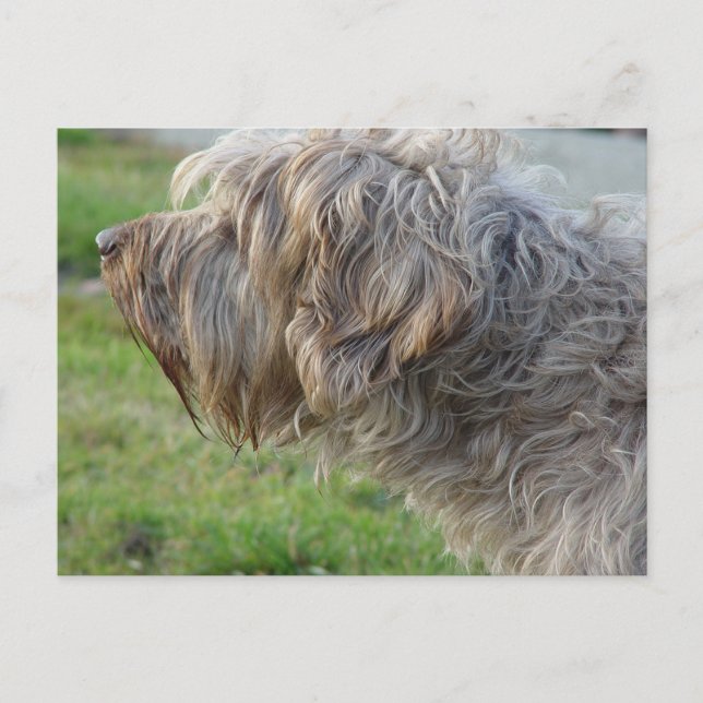 Korthals Griffon - Tsjip smelling fowl Postcard (Front)
