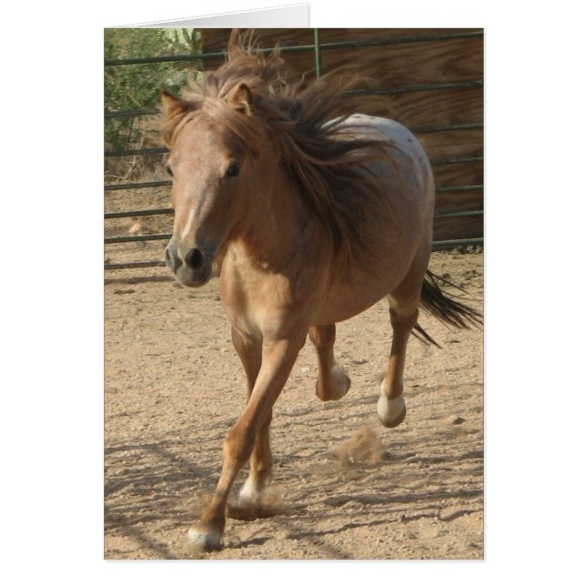 Kota running (Front)