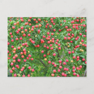 Kousa Dogwood Berries Postcard