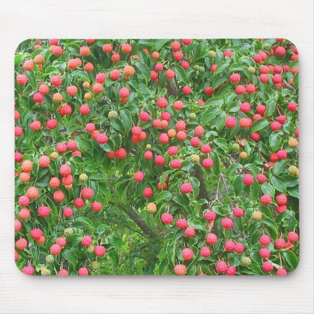 Kousa Dogwood Mousepad (Front)