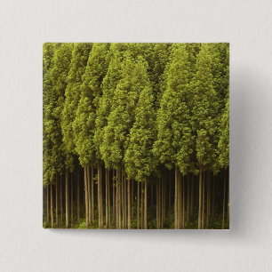 Koya Sugi Cedar Trees 15 Cm Square Badge