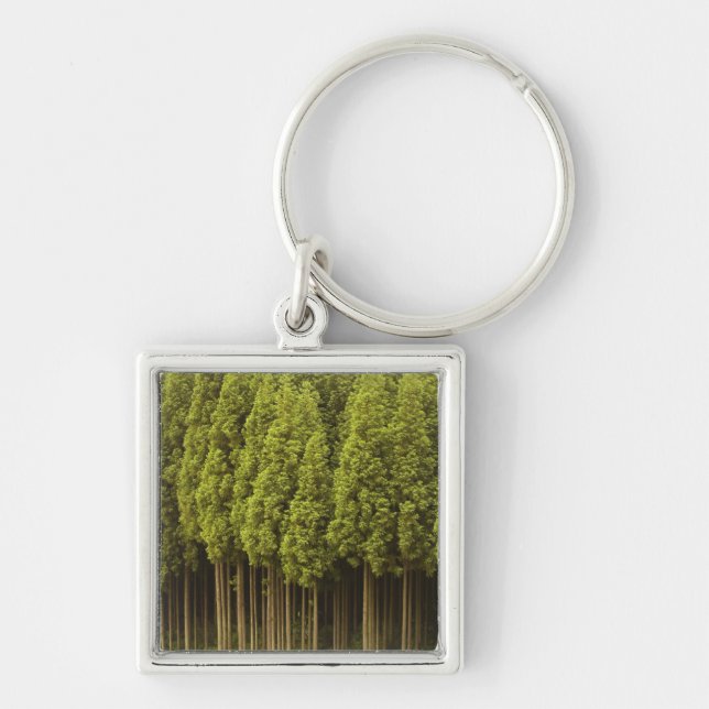 Koya Sugi Cedar Trees Key Ring (Front)