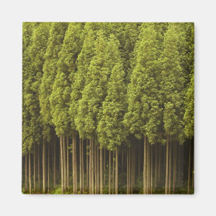Koya Sugi Cedar Trees Magnet