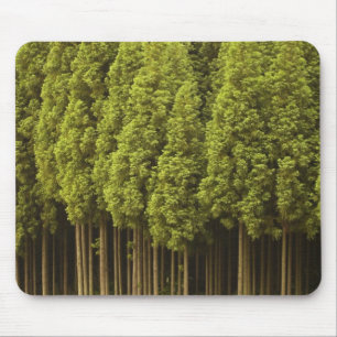 Koya Sugi Cedar Trees Mouse Mat