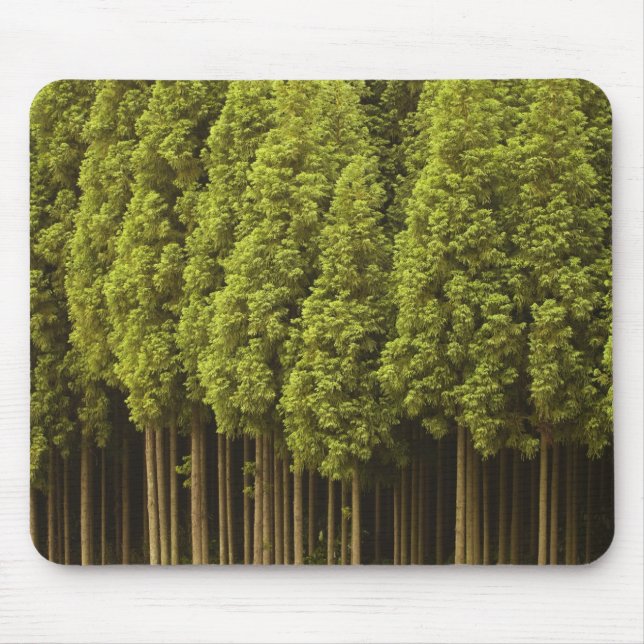 Koya Sugi Cedar Trees Mouse Mat (Front)