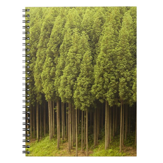 Koya Sugi Cedar Trees Notebook (Front)