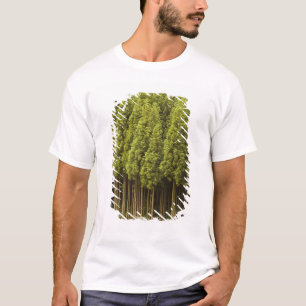Koya Sugi Cedar Trees T-Shirt