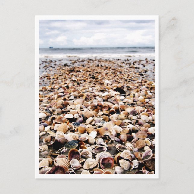 Krabi Thailand | Seashells on the Seashore Postcar Postcard (Front)