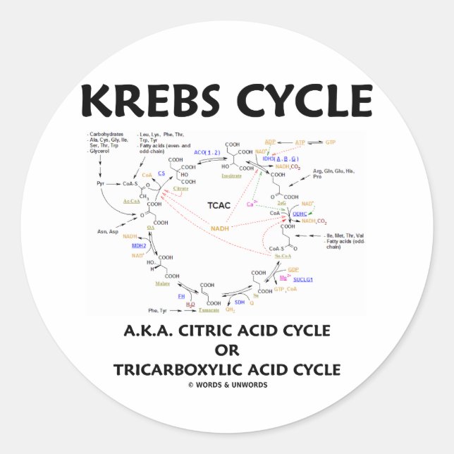 Krebs Cycle A.K.A. Citric Acid Cycle Tricarboxylic Classic Round Sticker (Front)